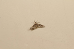 Alucita montana