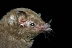 Hylonycteris underwoodi