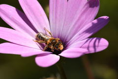 Leioproctus fulvescens