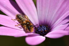 Leioproctus fulvescens