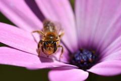 Leioproctus fulvescens
