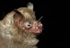 Carollia subrufa