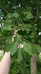 Ginkgoopsida