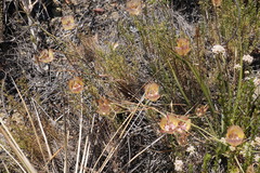 Calochortus fimbriatus