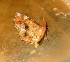 Pangrapta decoralis