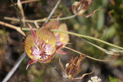 Calochortus fimbriatus