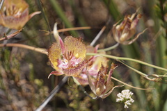 Calochortus fimbriatus