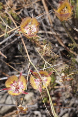 Calochortus fimbriatus