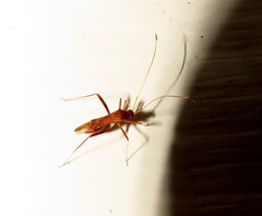 Paraxenetus guttulatus