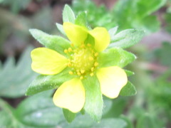 Potentilla supina