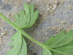 Potentilla supina