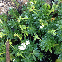 Heliotropium anomalum