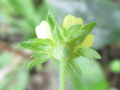 Potentilla supina