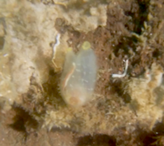 Ciona intestinalis