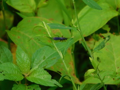 Cratichneumon unifasciatorius