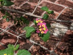 Exoprosopa rostrifera