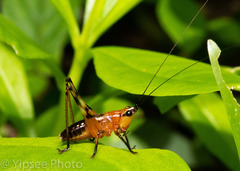 Conocephalus melaenus