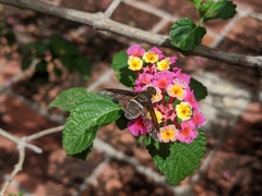 Exoprosopa rostrifera