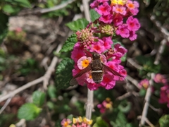 Exoprosopa rostrifera