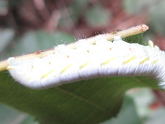 Euhampsonia cristata