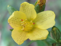 Hypericum erectum