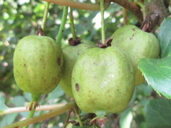Actinidia arguta