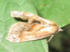 Lophomilia polybapta