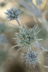 Eryngium petiolatum