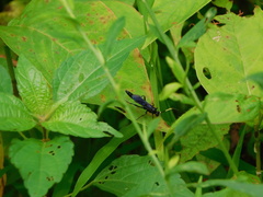 Cratichneumon unifasciatorius