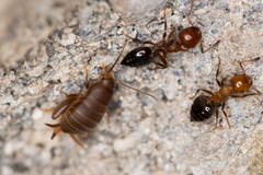 Myrmecophilus hirticaudus