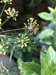 Apis mellifera