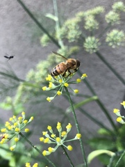 Apis mellifera