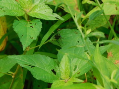 Cratichneumon unifasciatorius