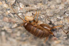 Myrmecophilus hirticaudus