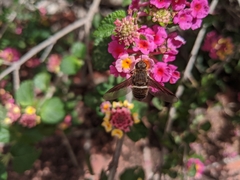 Exoprosopa rostrifera