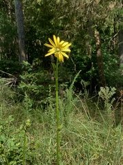 Silphium terebinthinaceum