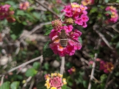 Exoprosopa rostrifera