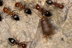 Myrmecophilus hirticaudus