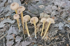 Entoloma unicolor