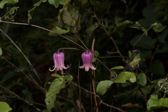 Clematis carrizoensis