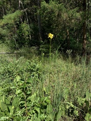 Silphium terebinthinaceum