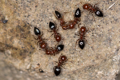 Crematogaster schmidti