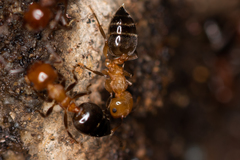 Crematogaster schmidti