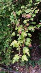 Ribes divaricatum pubiflorum
