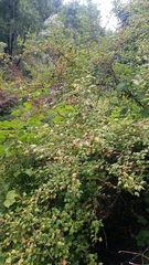 Ribes divaricatum pubiflorum