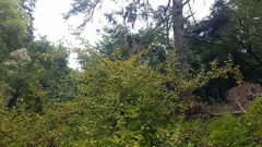 Ribes divaricatum pubiflorum