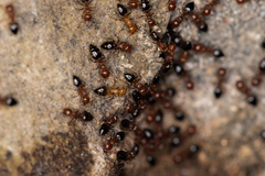 Crematogaster schmidti