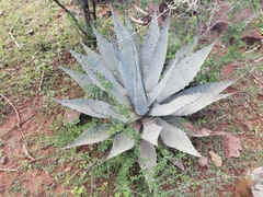 Agave durangensis