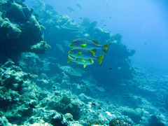Plectorhinchus vittatus
