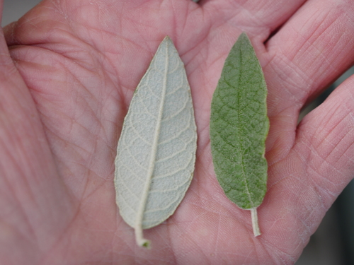 Madagascar Buddleia